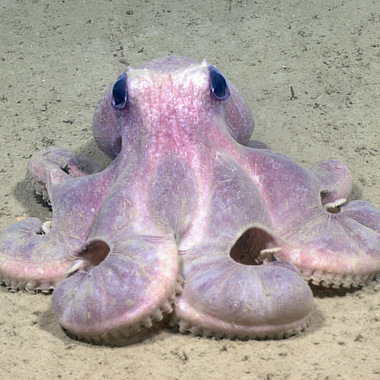 WCS octopod in Hudson Canyon
